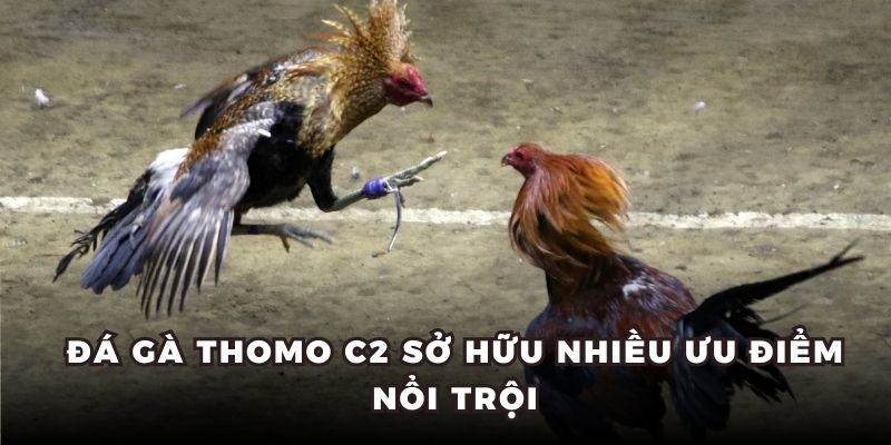 Đá gà Thomo C2 sở hữu nhiều ưu điểm nổi trội